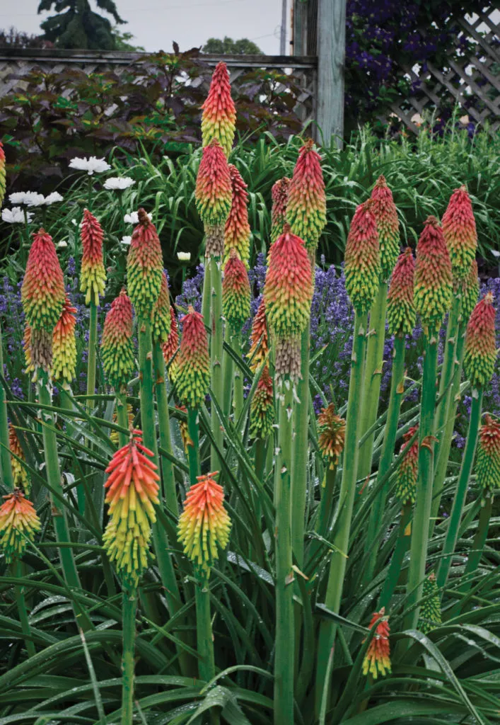 Kniphofia hirsuta ‘Fire Dance’