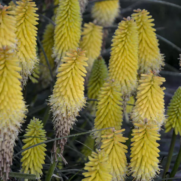 Kniphofia ‘Lucky Lemons’