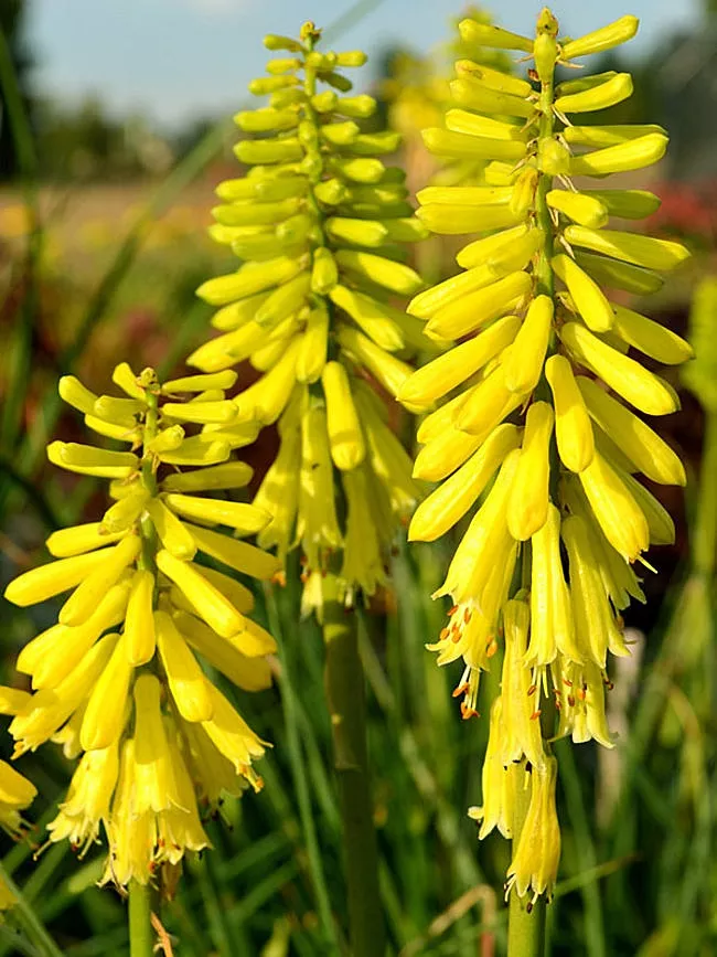 Kniphofia Red Hot Poker"Lemon Popsicle"