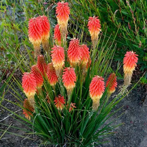 Kniphofia 'Rocket Jr.' Red Hot Poker - One Quart Pot