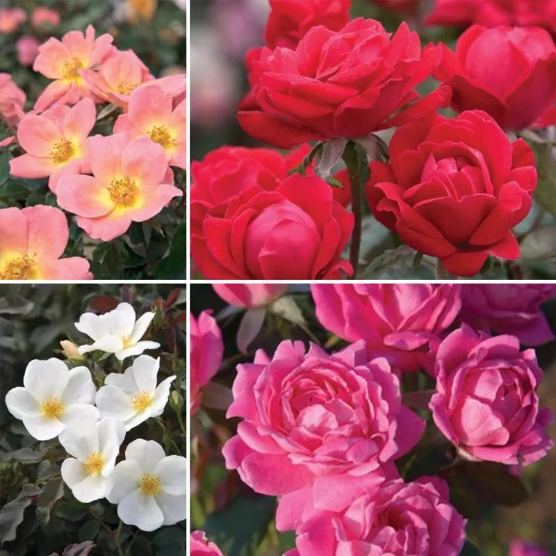Knock Out Rose Collection