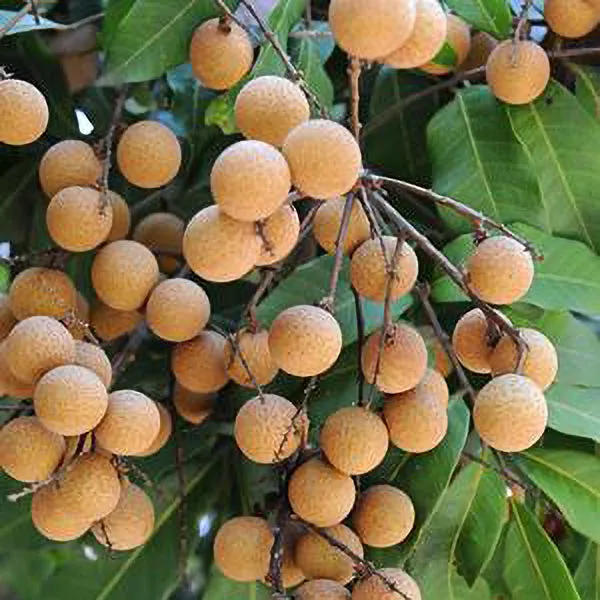 Kohala Longan – 3 Gallon ( 2 – 3 ft. )