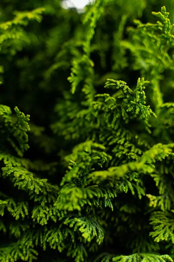 Koster’s Hinoki Cypress