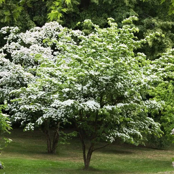 Kousa Dogwood Tree