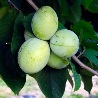 KSU – Benson™, Pawpaw