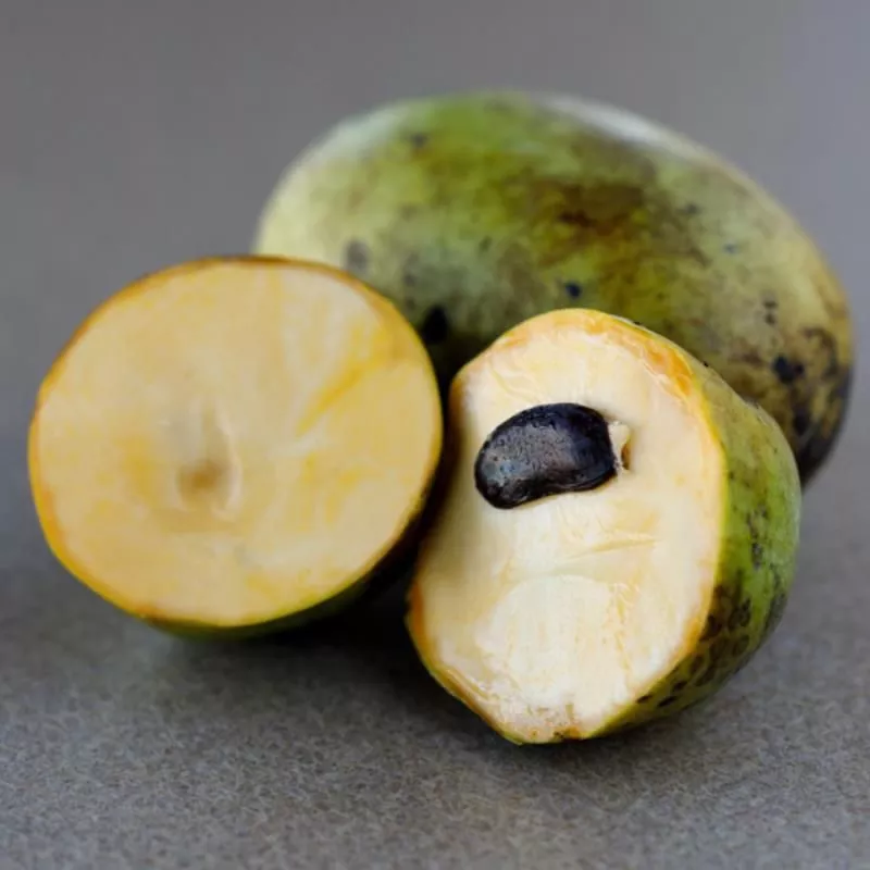 KSU Chappell Pawpaw Tree