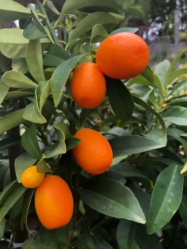 Kumquat (Nagami)