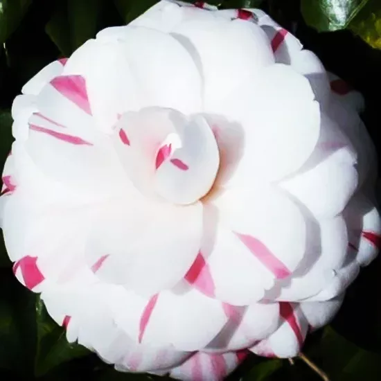 La Peppermint Camellia