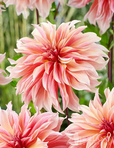 Labyrinth Decorative Dahlia