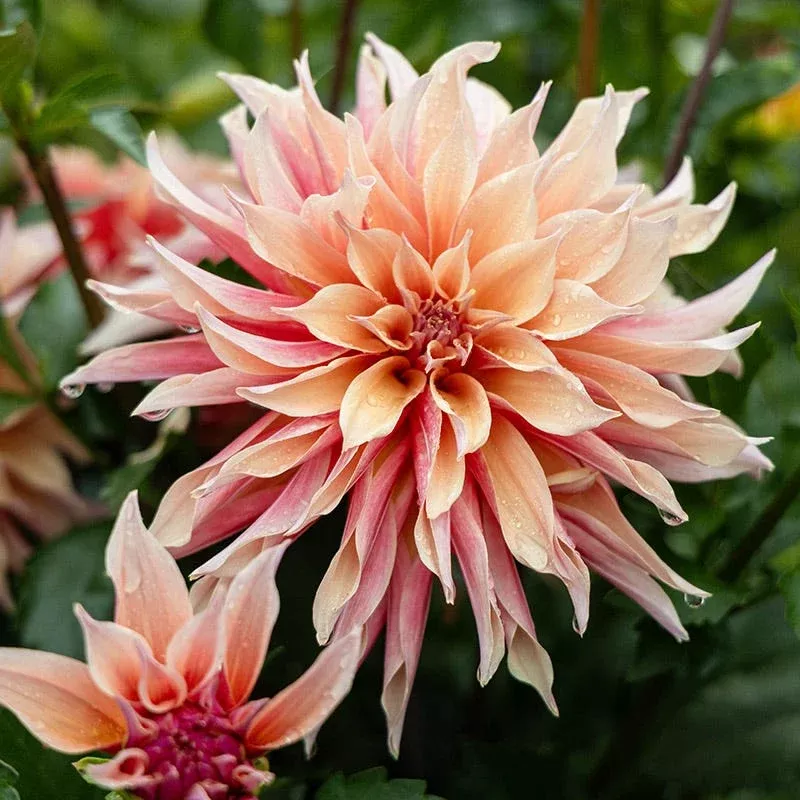 Labyrinth Dinner Plate Dahlia