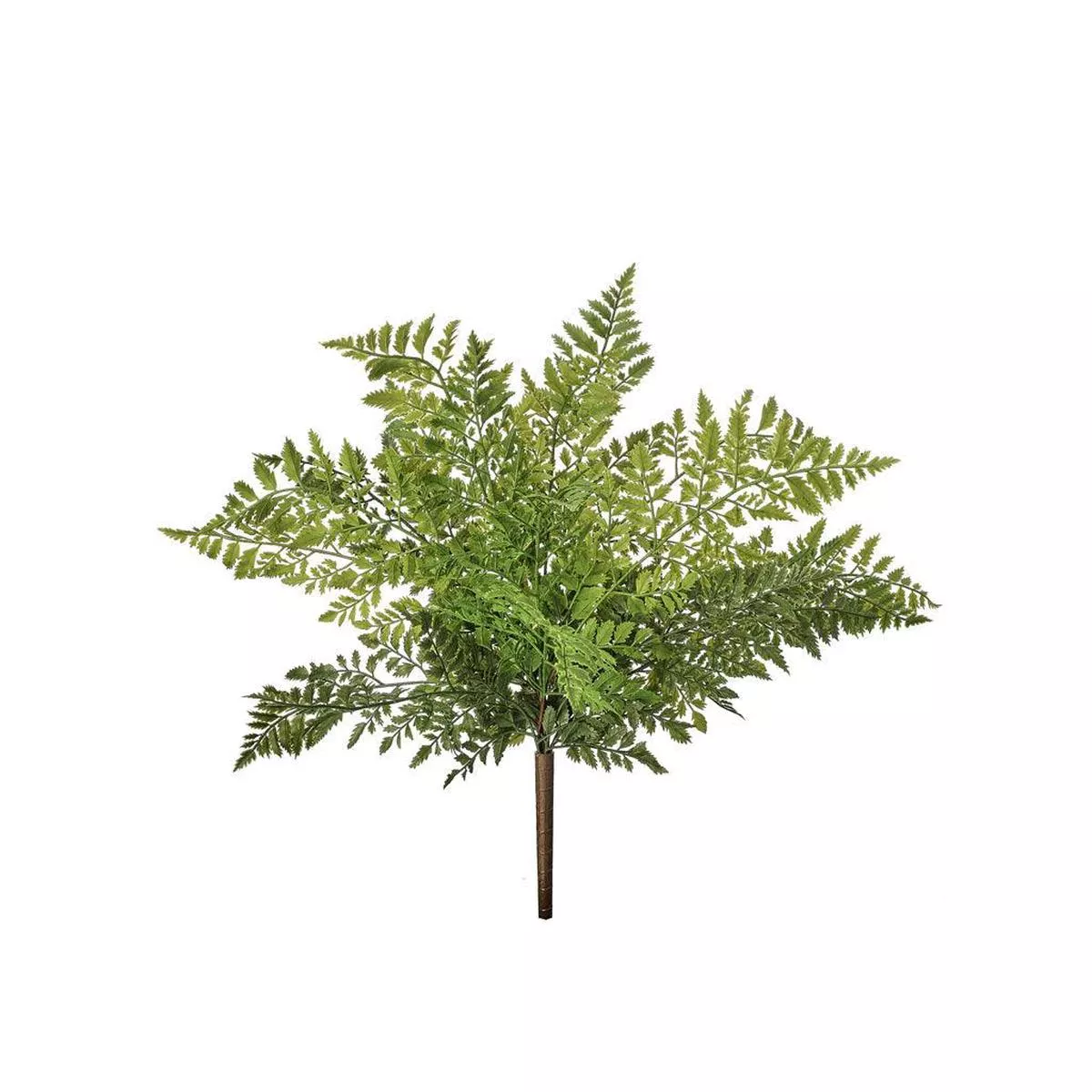 Lady Fern Bush Everlasting 19 ”