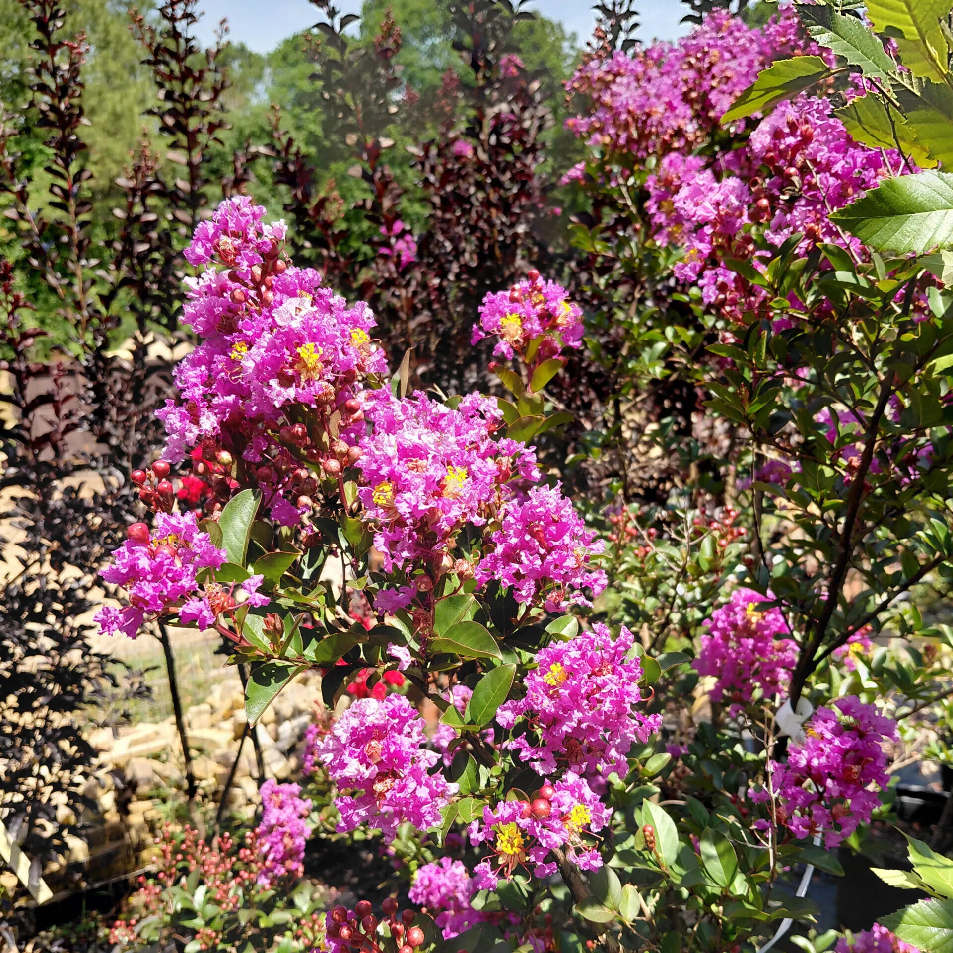 Lagerstroemia BARISTA Bubble Tea