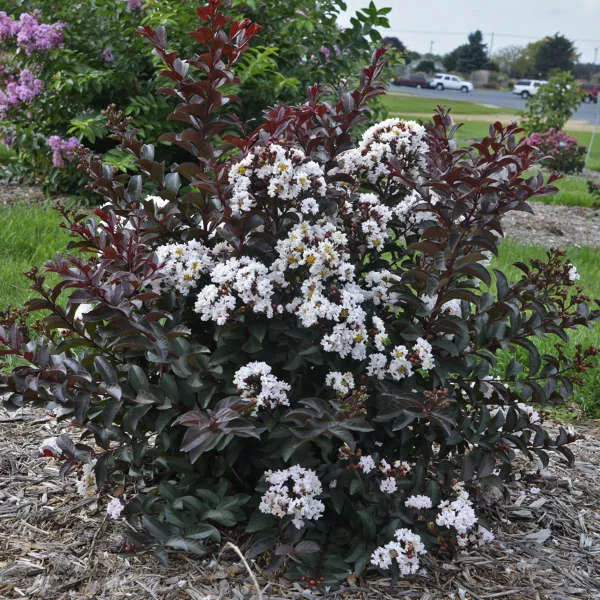 Lagerstroemia Barista ‘Like a Latte’