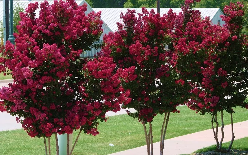Lagerstroemia ‘Centennial Spirit’