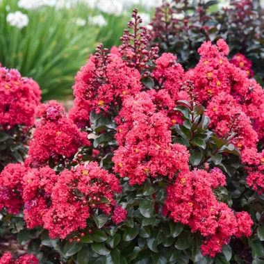 Lagerstroemia 'Cherry Mocha' PP28281 (4) 1-gallons