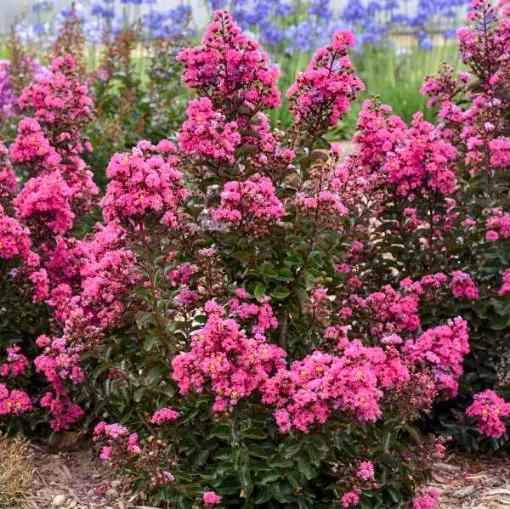 Lagerstroemia 'Dark Roast' BARISTA Collection - One Quart Pot