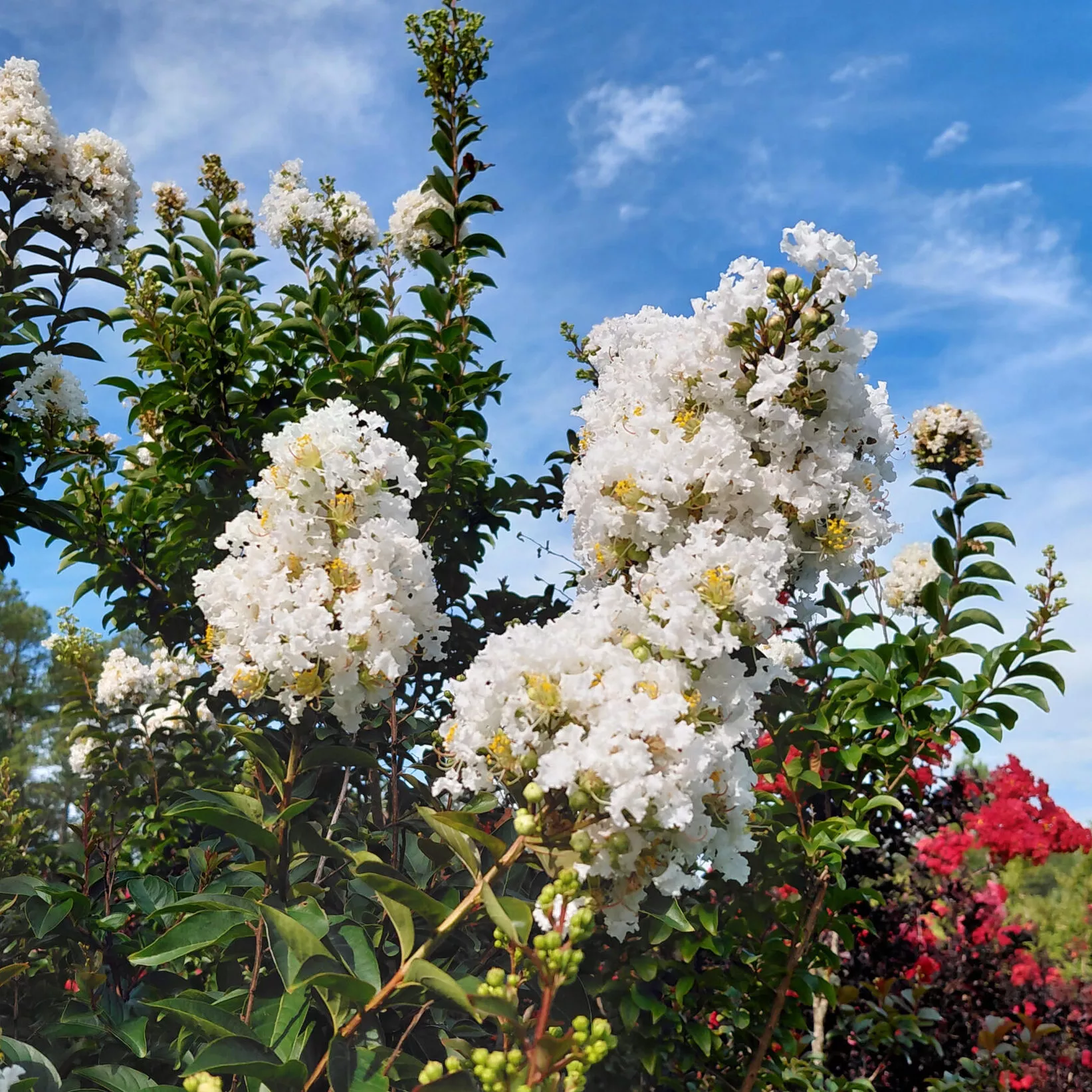 Lagerstroemia Enduring Summer™ White