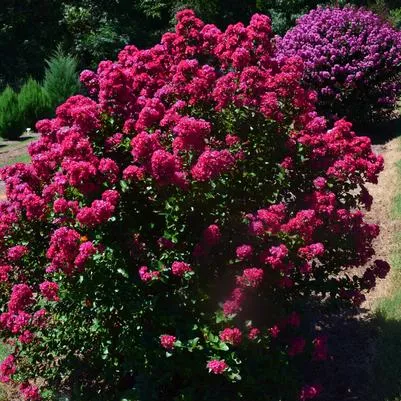 Lagerstroemia ‘Enduring SummerTM’ Fuchsia