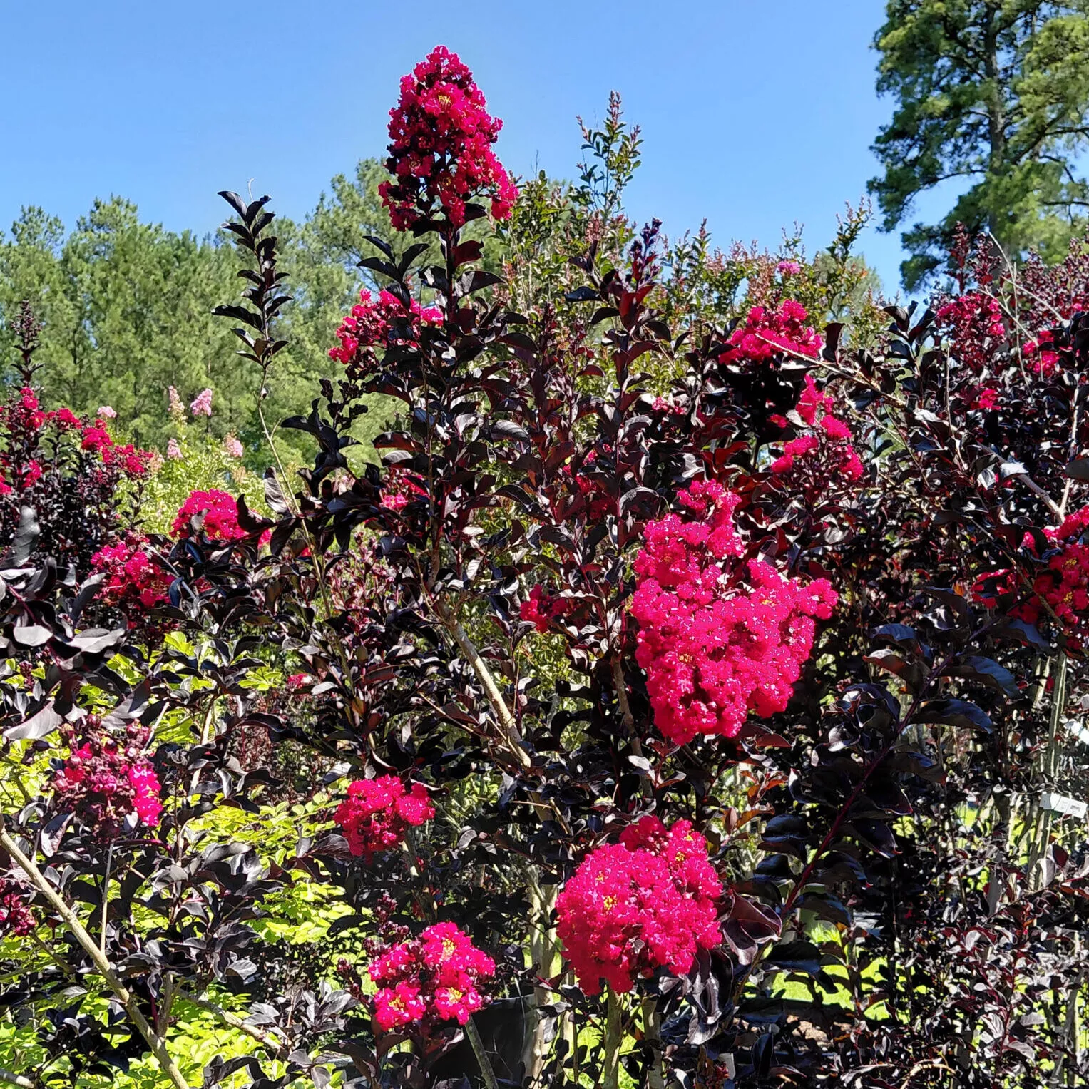 Lagerstroemia indica ‘Best Red’