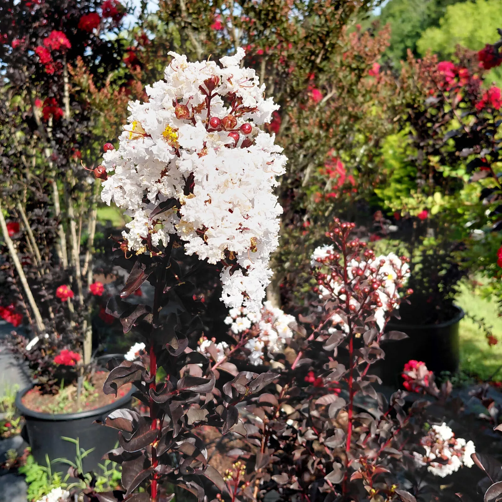 Lagerstroemia indica Black Diamond ‘Pure White’
