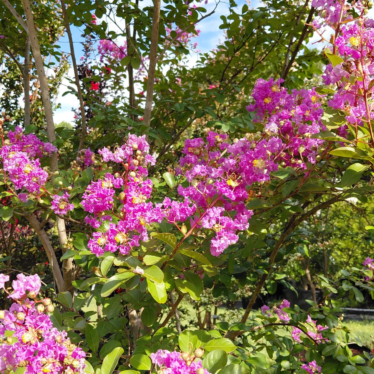 Lagerstroemia indica ‘Powhatan’