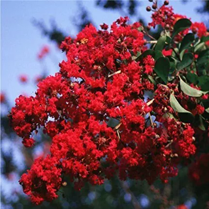 Lagerstroemia indica ‘Regal Red’