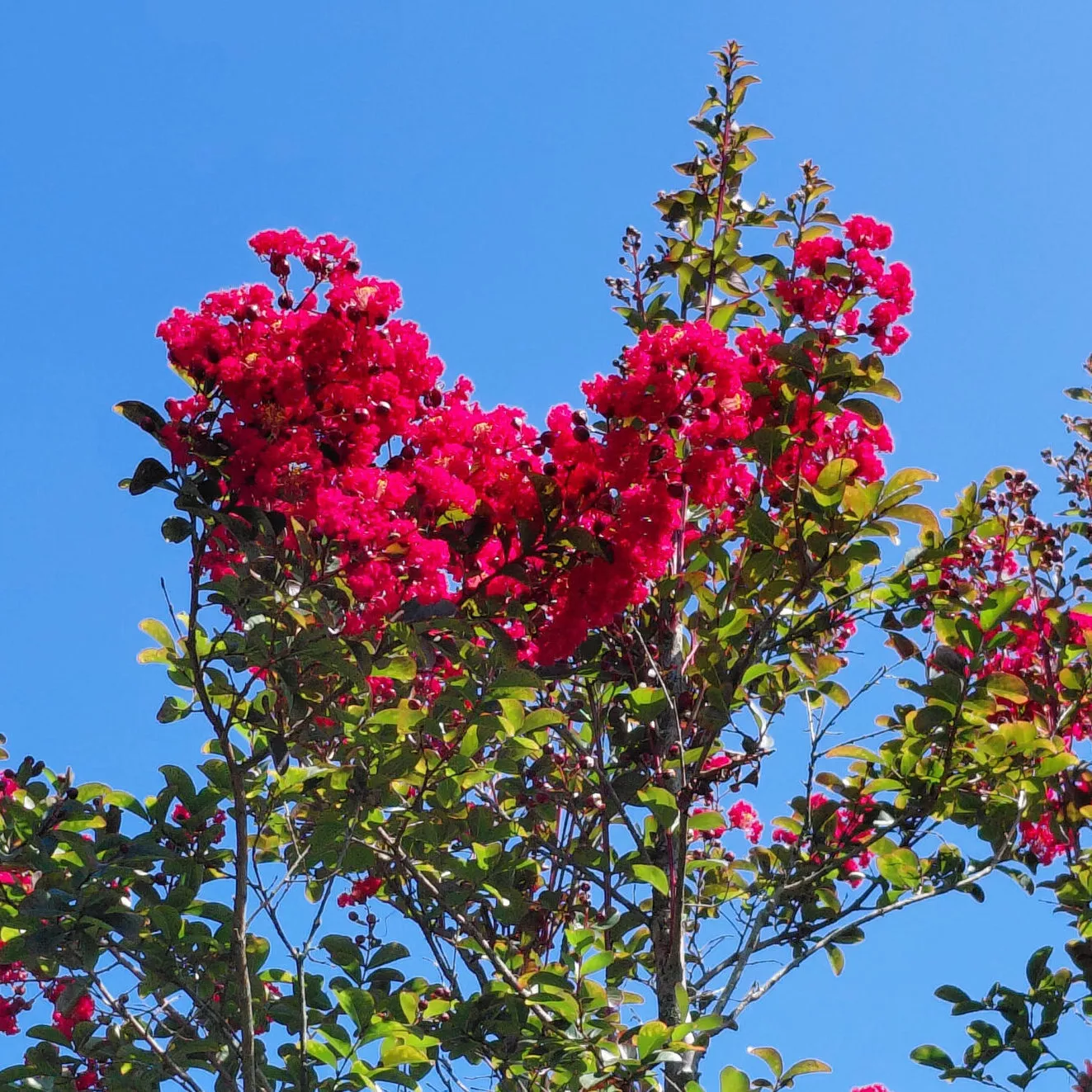 Lagerstroemia indica ‘Whit IV’ (Red Rocket)