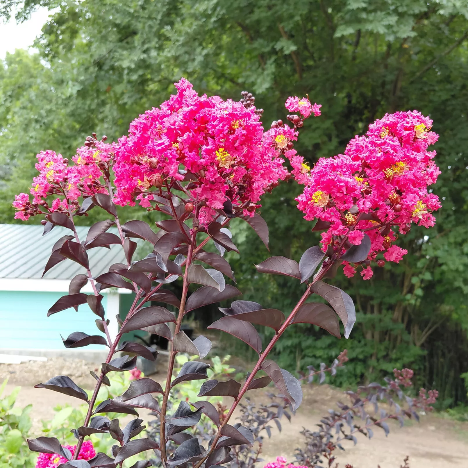 Lagerstroemia ‘PILAG-V’ (Midnight Magic™)