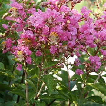 Lagerstroemia x‘Miami’
