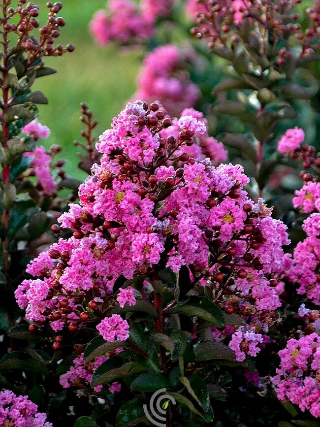 LagerstromiaCrape Myrtle"Dark Roast"#2