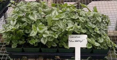 Lamiastrum g. 'Variegatum' (18)ct Flat