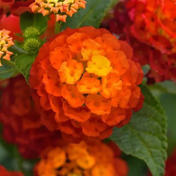 Landmark Red Lantana