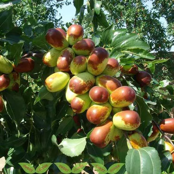 Lang Jujube – 15 Gallon ( 4 – 5 ft. )