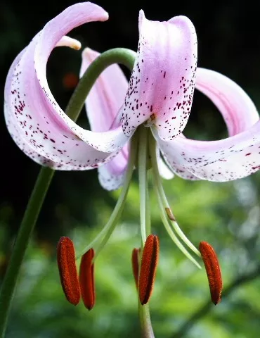 Lankongense Lily