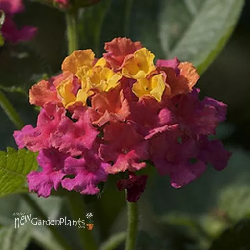 Lantana 'Bandana Cherry' - 4.5" Pot