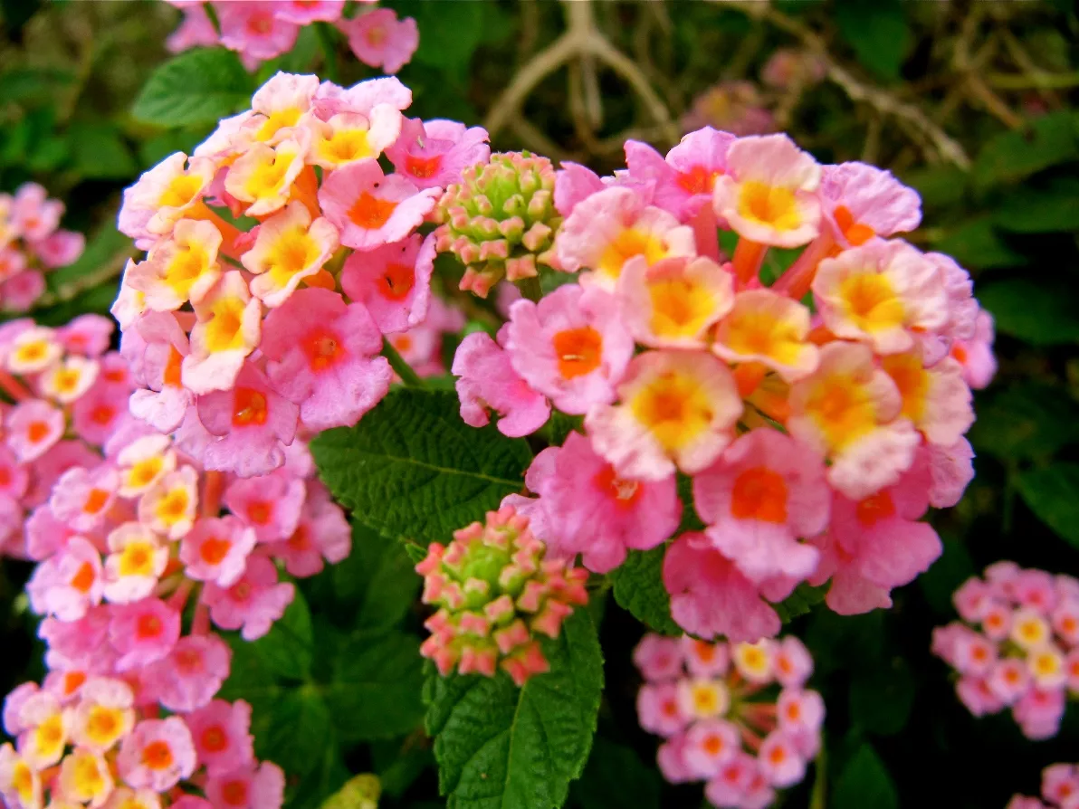 Lantana camara ‘Mozelle’