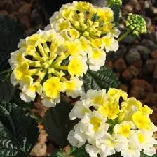 Lantana camara ‘Sunny Side Up’