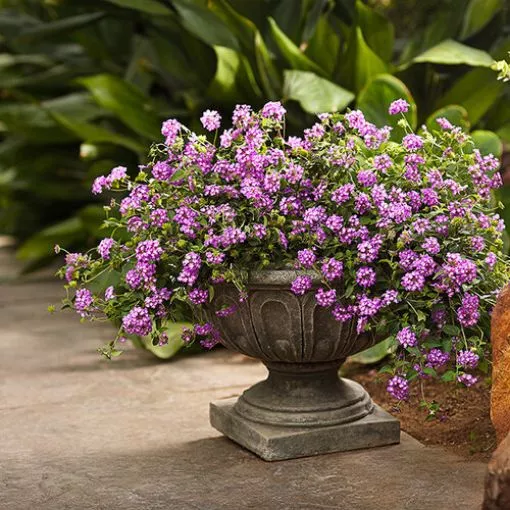 Lantana 'Luscious Grape' - 4.5" Pot