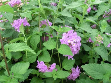 Lantana m. 'Trailing Purple' (10)ct Flat
