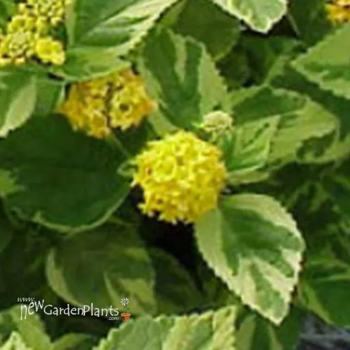 Lantana 'Samantha' - 4.5" Pot