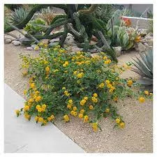 Lantana x ‘New Gold’