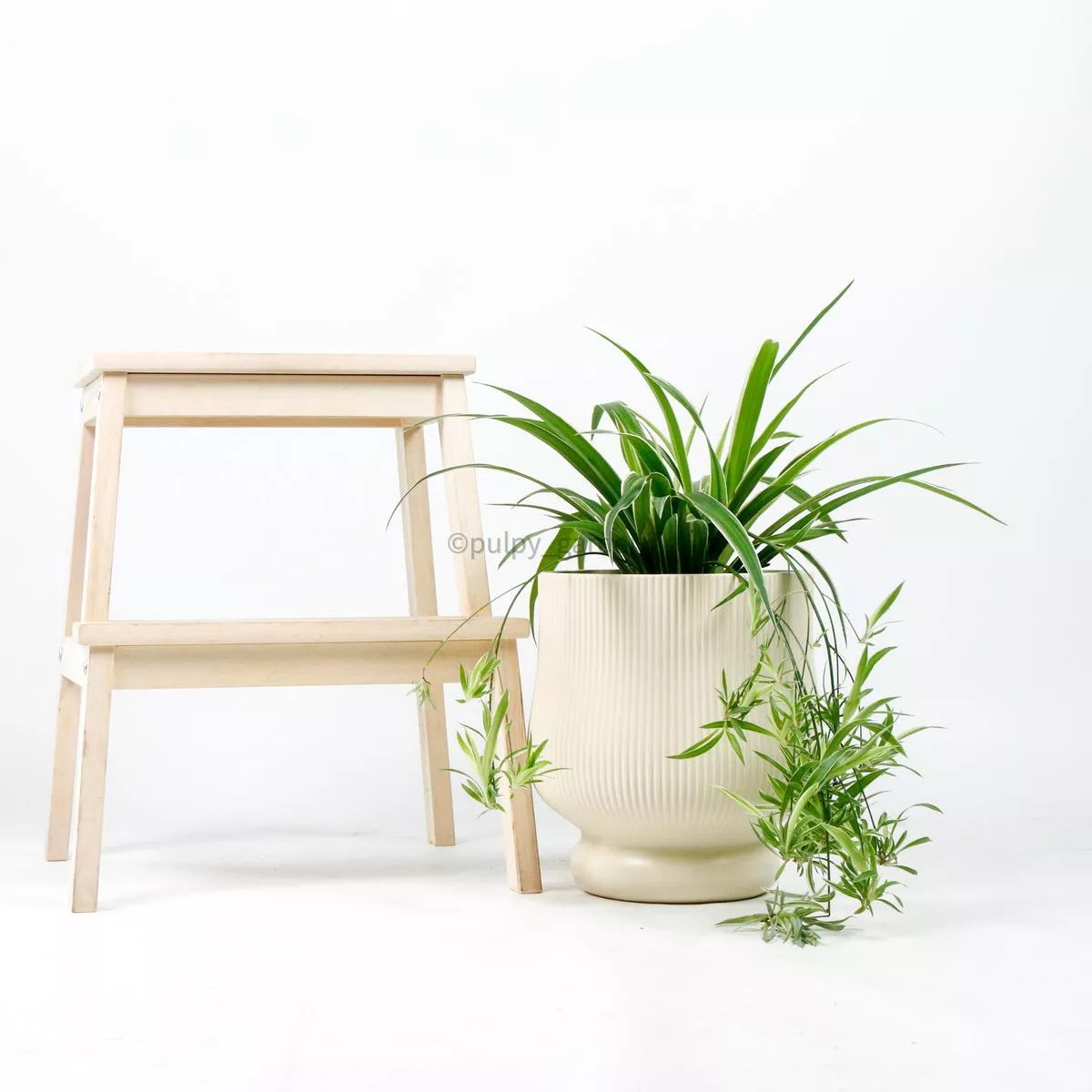 Large Spider Plant in Camille