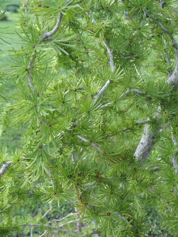 Larix k. Diana