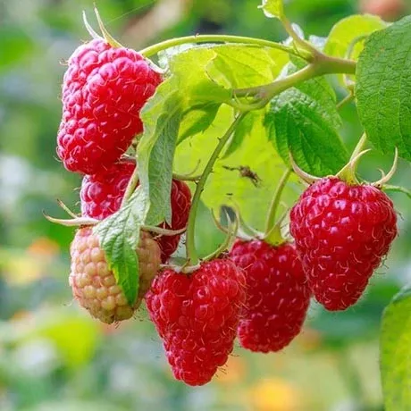 Latham Raspberry