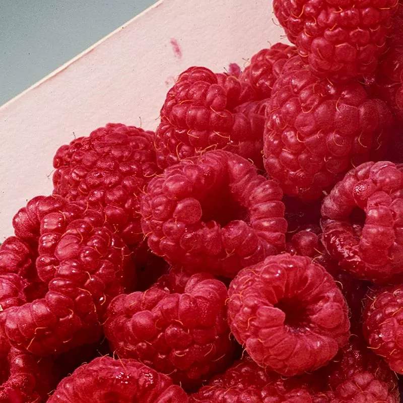 Latham Red Raspberry Plant