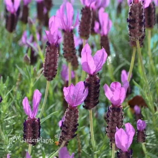 Lavandula 'Otto Quast' - One Quart Pot