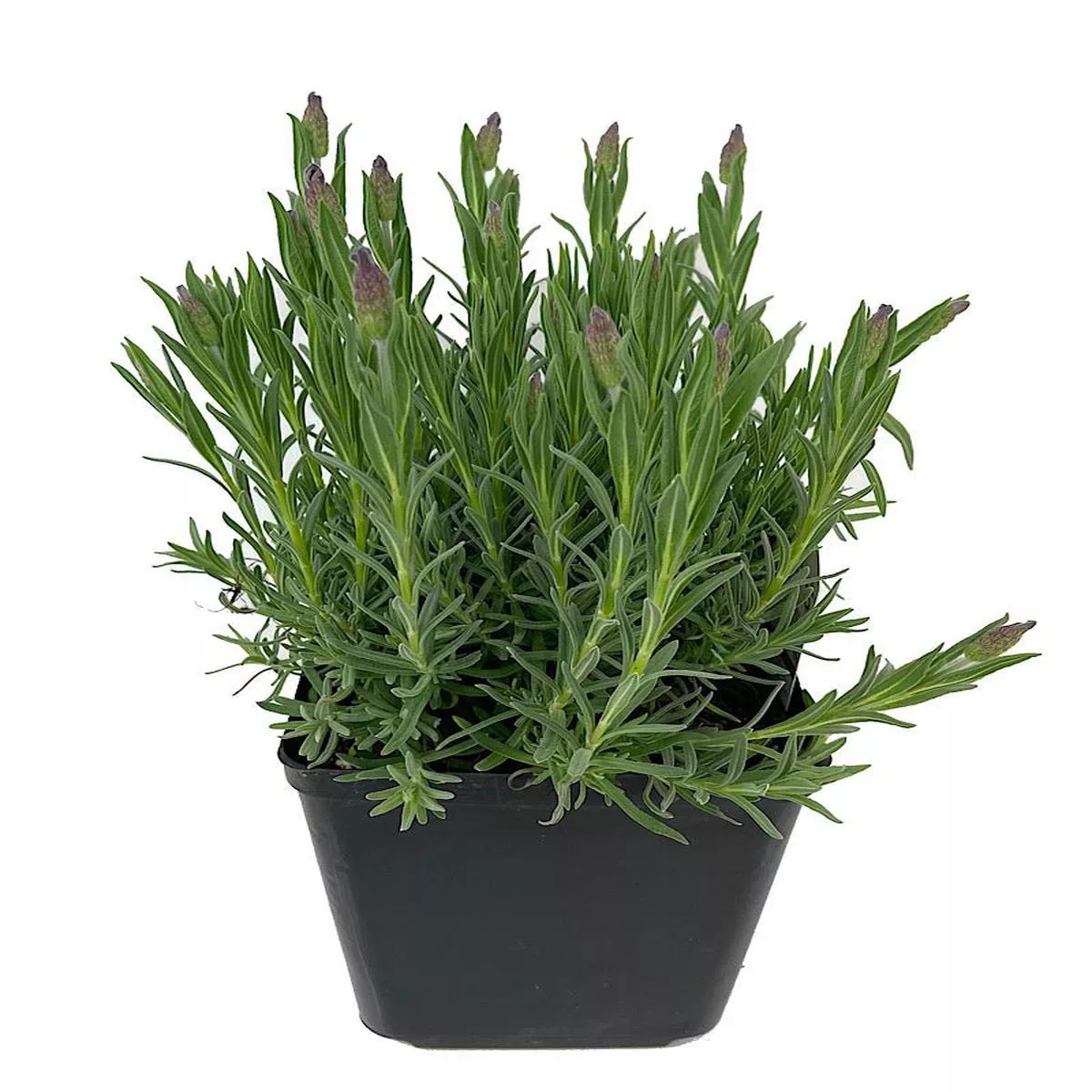 Lavandula stoechas ‘Otto Quast’
