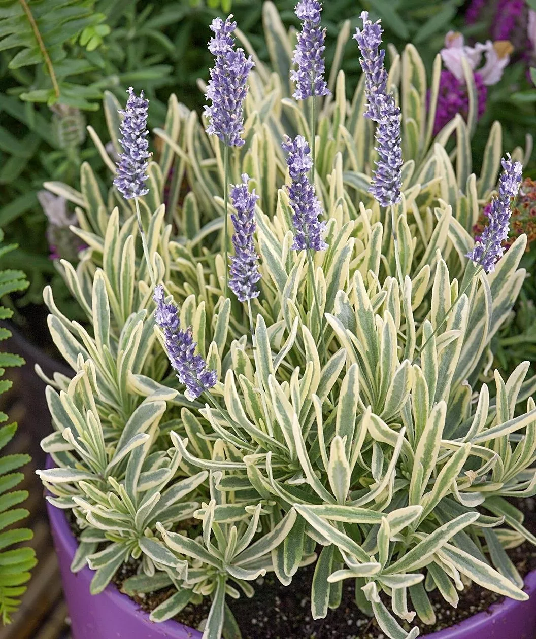 LavandulaLavender"Platinum Blonde"