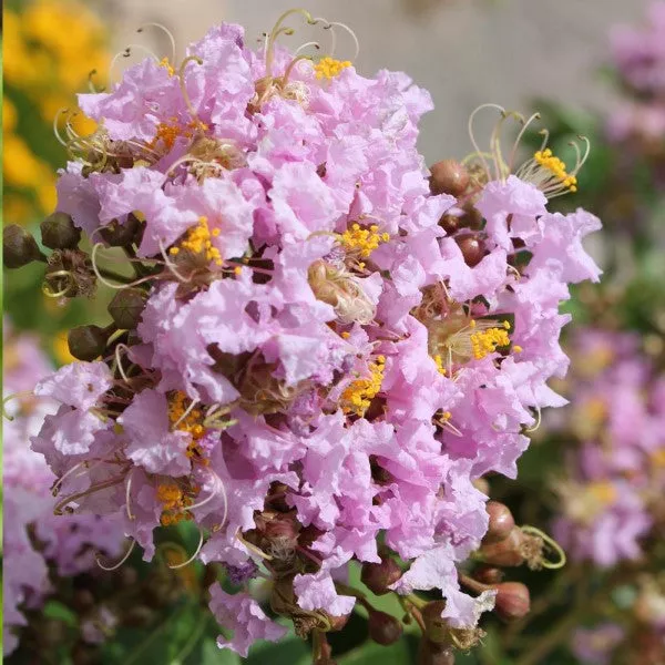 Lavender Crape Myrtle – 15 Gallon ( 5 – 6 ft. )