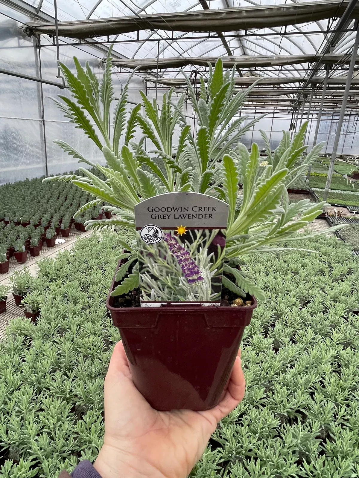 Lavender Goodwin Creek Grey - Quart